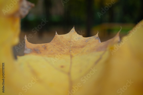 Brown yellow autumn leaf from a tree