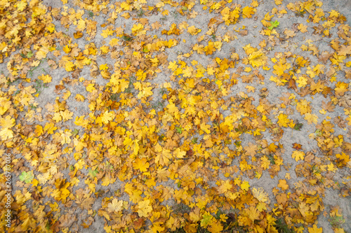 Yellow leaves of trees on the ground