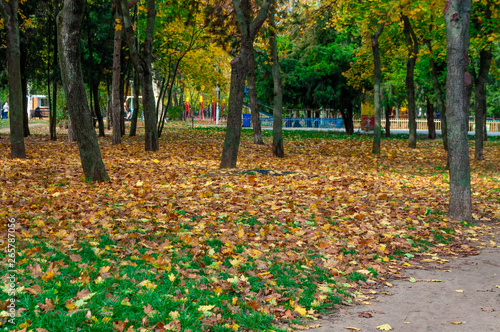 Beautiful autumn park without people
