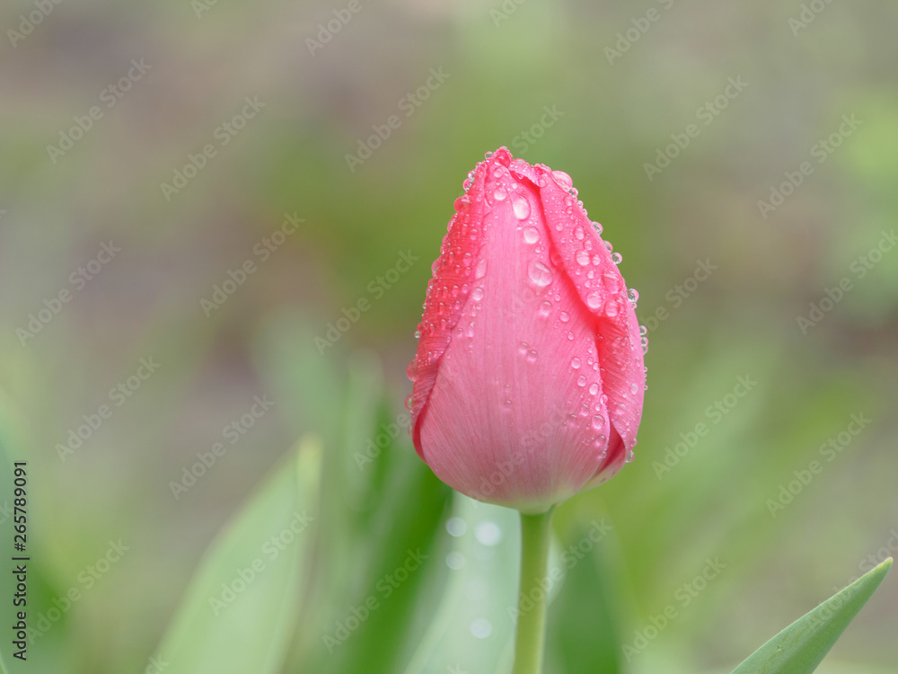 Pink tulip after rain, after rain, raindrops on tulip Pink tulip after rain, after rain, raindrops on tulip