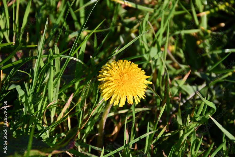 blühender löwenzahl in gelb im frühling blühender löwenzahl in gelb im frühling
