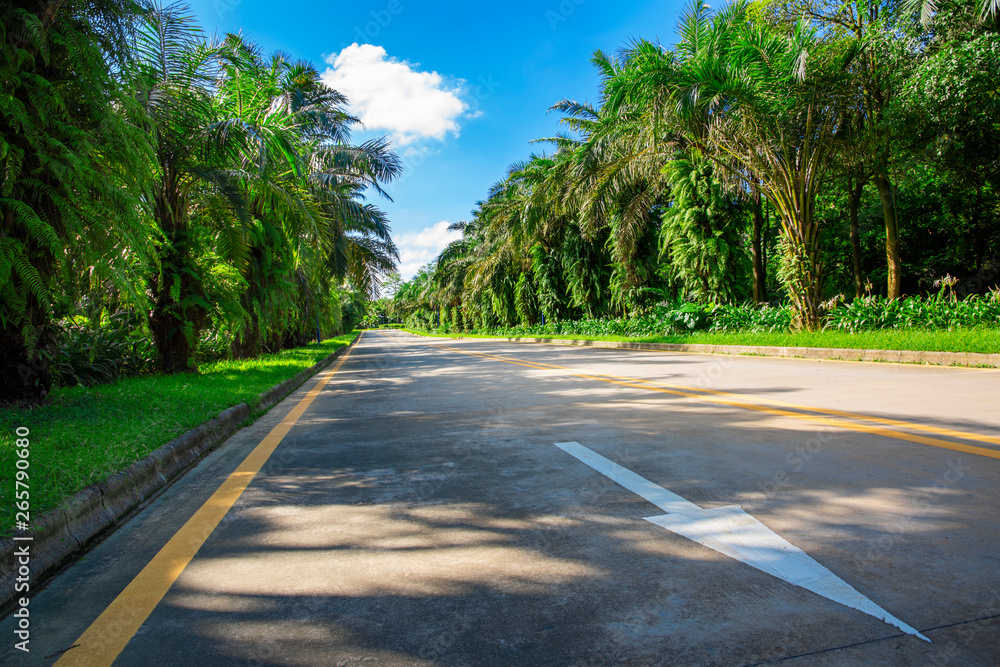 A palm tree highway.