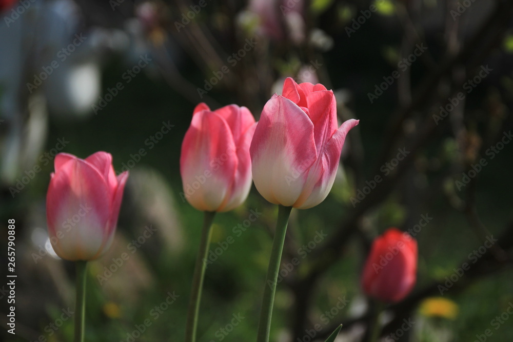 Blooming pink tulips close-up on a blurred background Blooming pink tulips close-up on a blurred background
