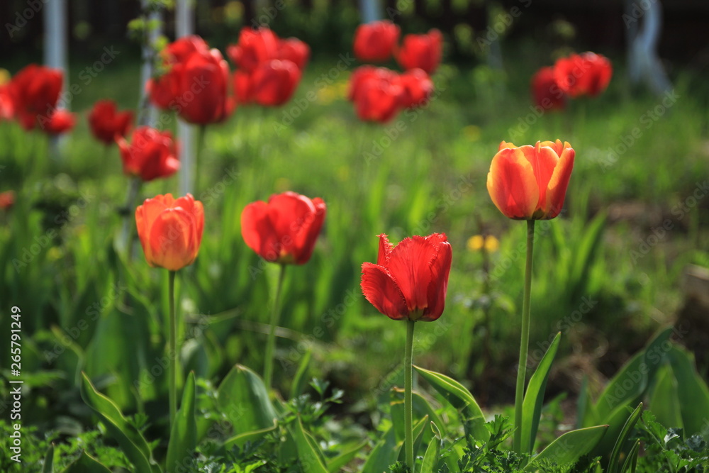Blooming red tulips on a bed in the garden.