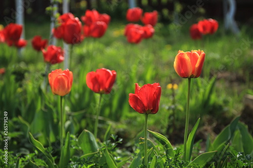 Blooming red tulips on a bed in the garden. © igor