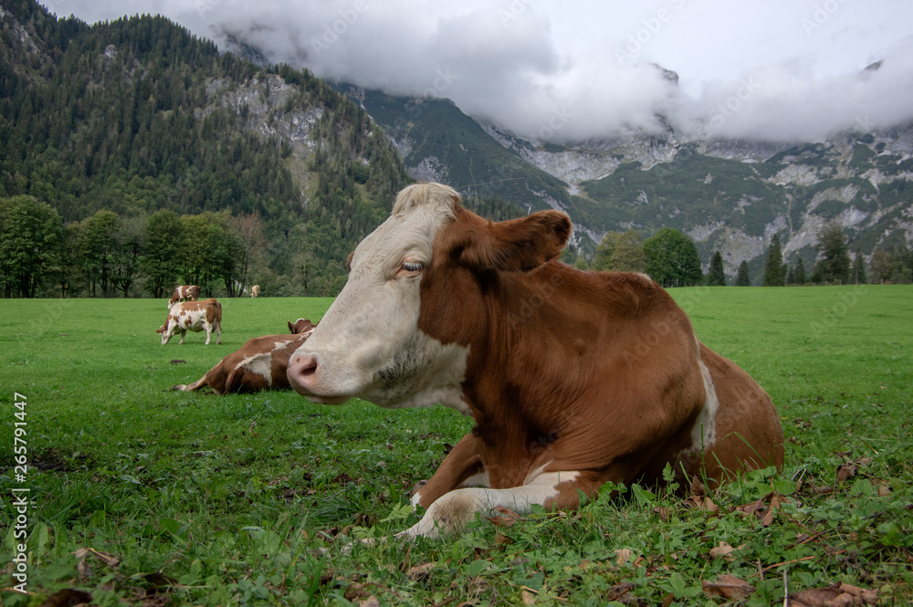 Brown and white cows on pasture, Verfenveng Austrian Alps, beautiful scenery Brown and white cows on pasture, Verfenveng Austrian Alps, beautiful scenery