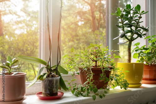 potted indoor plants on sunny home windowsill
