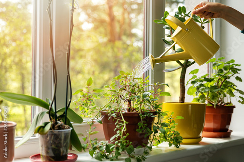 Fototapeta hand with water can watering indoor plants on windowsill