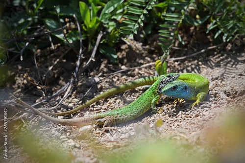 European green lizard couple love