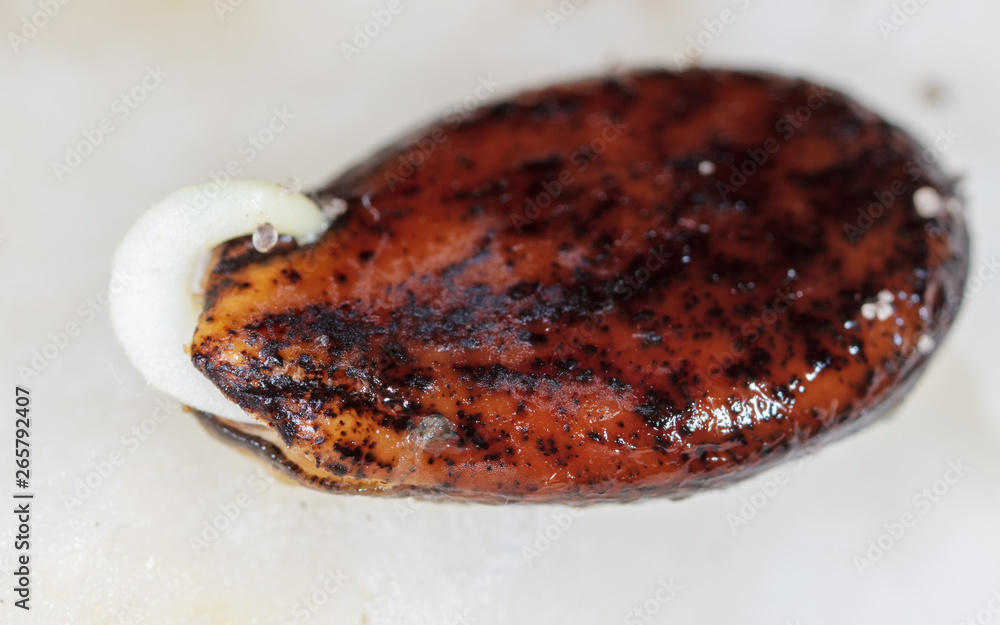 Watermelon seed germinates in a napkin. Macro Watermelon seed germinates in a napkin. Macro