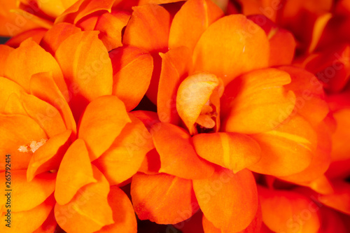 Small orange flower as background. Macro