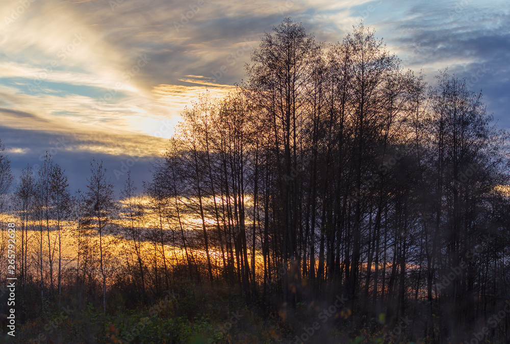 Naklejka premium Tree branches at sunset in autumn