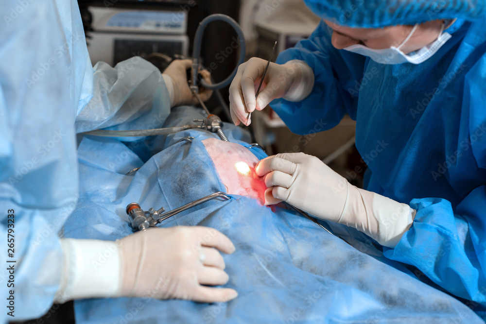 Vet doing the operation for sterilization. The cat on the operating table in a veterinary clinic. Cat in a veterinary surgery , the uterus and ovaries of a cat during surgery Vet doing the operation for sterilization. The cat on the operating table in a veterinary clinic. Cat in a veterinary surgery , the uterus and ovaries of a cat during surgery