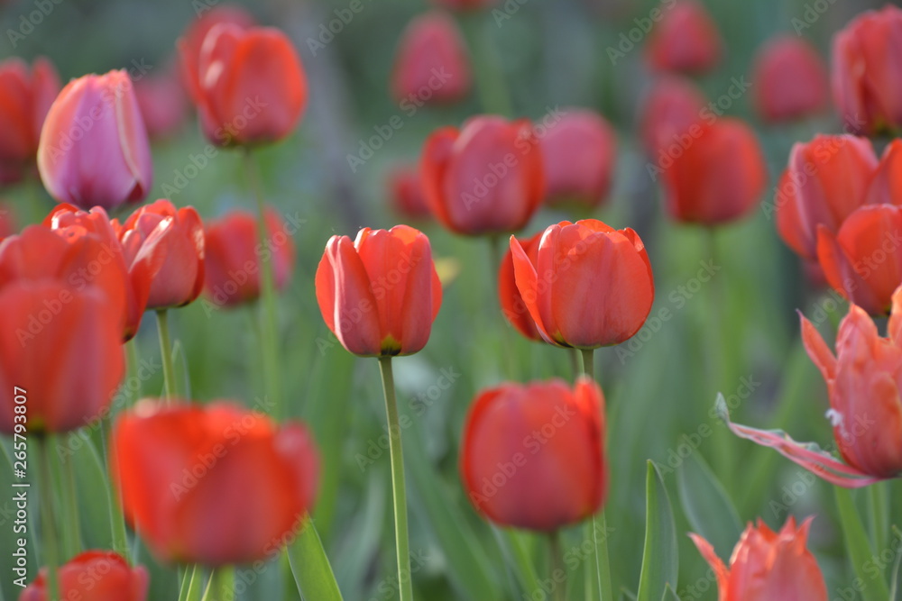 Obraz premium Red tulips in the home garden. Flowers in spring. April evening.