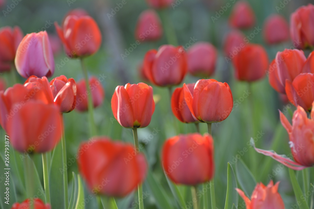 Obraz premium Red tulips in the home garden. Flowers in spring. April evening.