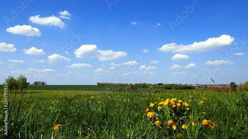 weite gr  ne Landschaft mit gelb bl  hendem L  wenzahn unter blauem Himmel mit wei  en Wolken