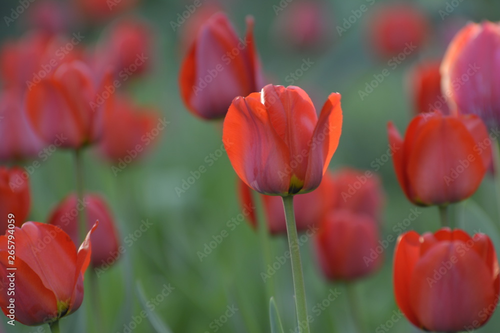 Red tulips in the home garden. Flowers in spring. April evening. Red tulips in the home garden. Flowers in spring. April evening.