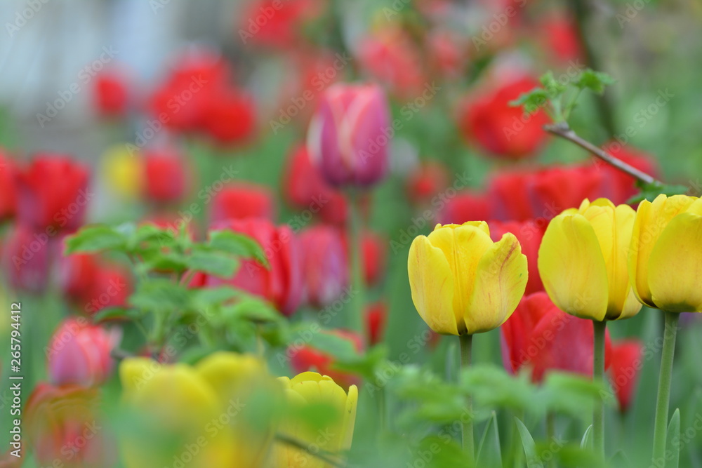 Obraz premium Red and yellow tulips in the home garden. Flowers in spring. April evening.
