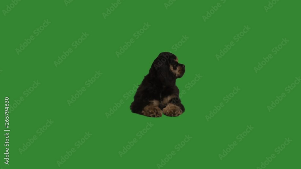 Spaniel on a green screen Spaniel on a green screen