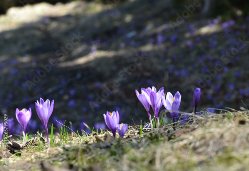 Purple Crocuses in the green grass at early spring