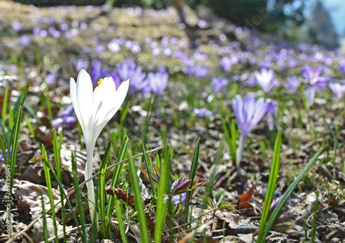 White Crocus flower with Purple Crocuses background at early spring