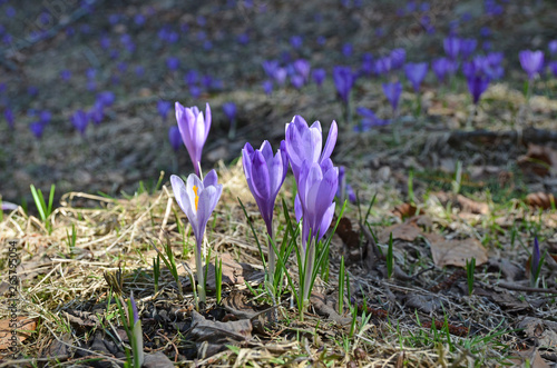 Purple Crocuses centered in the green grass