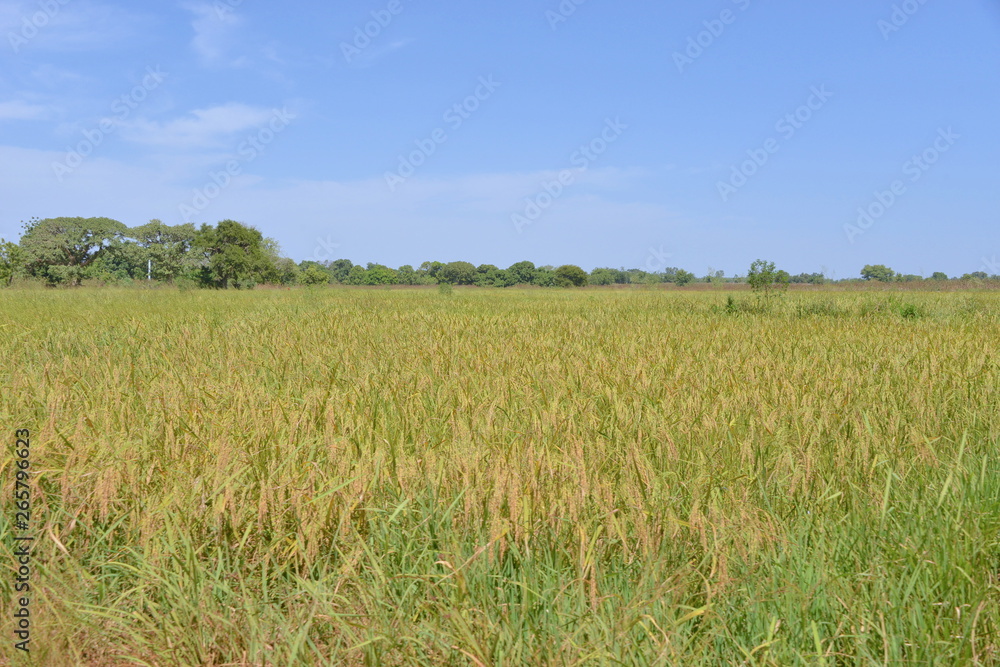 Obraz premium Un champs de riz pluvial naturel