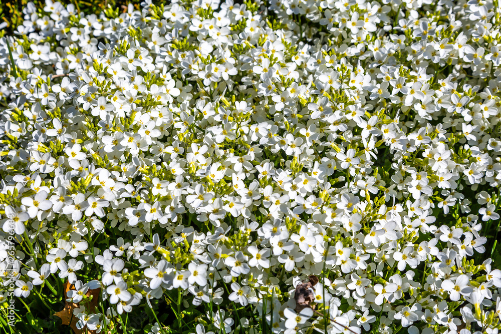 Small Spring Flower Small Spring Flower