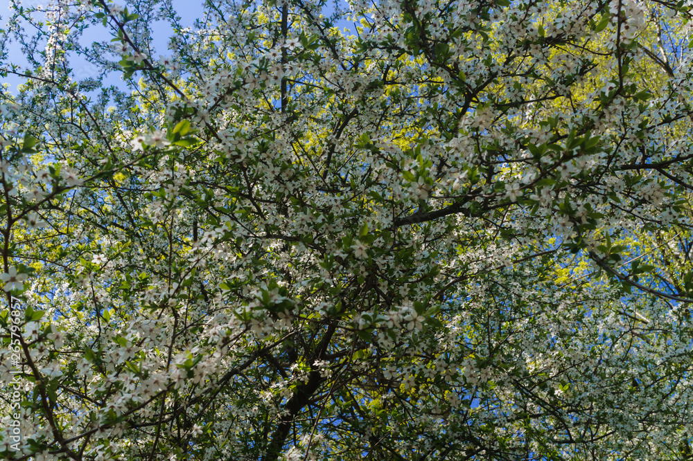 Cherry-plum branches sprinkled with white flowers against a blue sky. Cherry-plum branches sprinkled with white flowers against a blue sky.