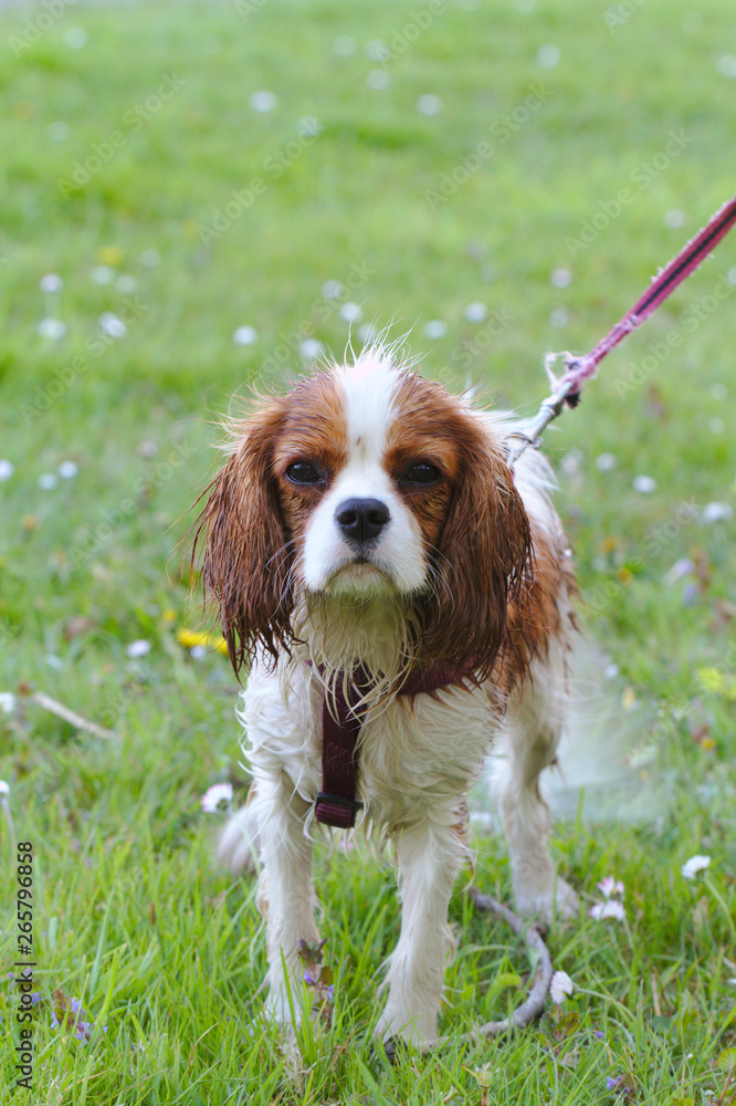 wet puppy cavalier king charles spaniel close-up stands with a tight leash