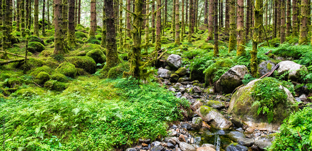 Amazing nature landscape view of north scandinavian pine forest. Location: Scandinavian Mountains, Norway. Artistic picture. Beauty world. Panorama Amazing nature landscape view of north scandinavian pine forest. Location: Scandinavian Mountains, Norway. Artistic picture. Beauty world. Panorama