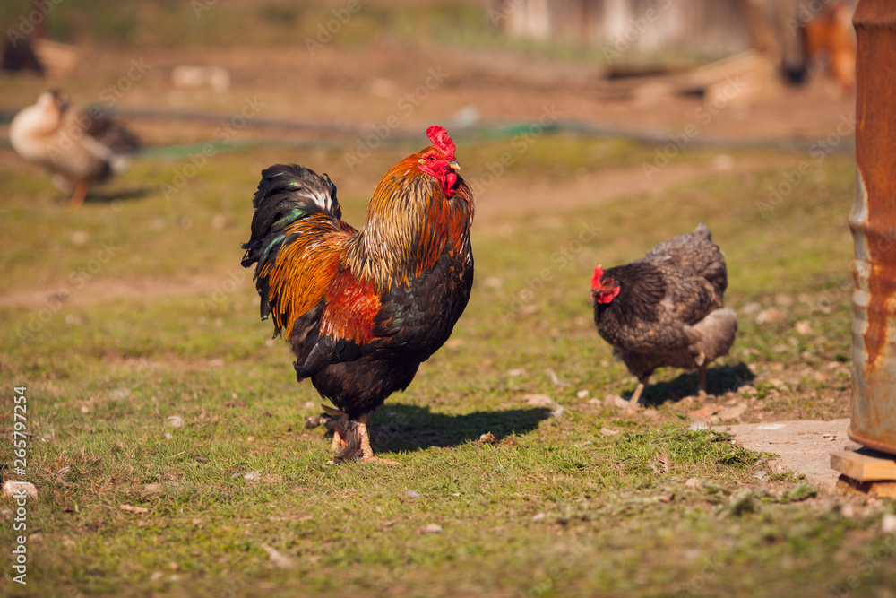 Rooster and hen on traditional free range poultry farm. Rooster and hen on traditional free range poultry farm.