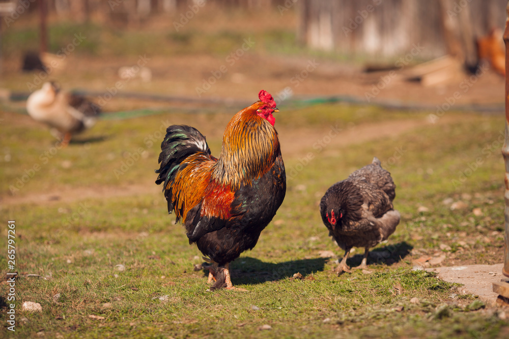Rooster and hen on traditional free range poultry farm. 