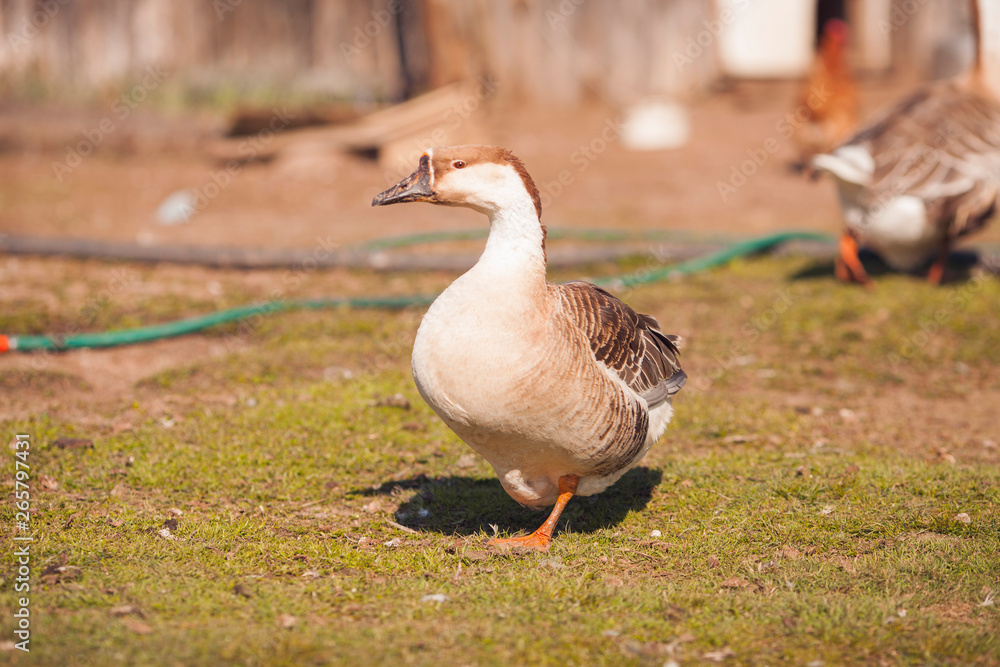 Geese on traditional free range poultry farm. Geese on traditional free range poultry farm.