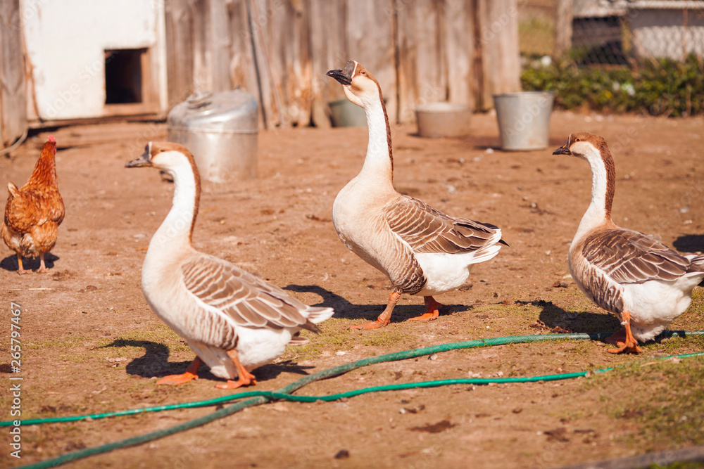 Obraz premium Geese on traditional free range poultry farm. 