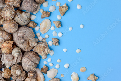 Summer composition. Flat lay, top view of various kinds seashells on blue background. Copy space in minimal style, template for text. Vacation concept