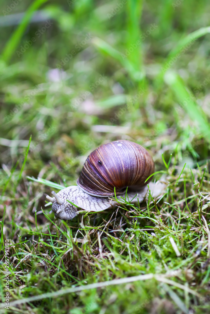 Snail crawling in summer day in garden. Snail crawling in summer day in garden.