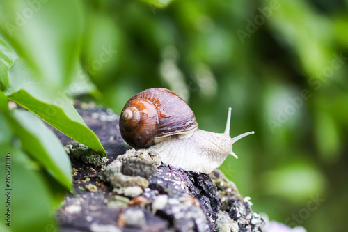 Snail crawling in summer day in garden.