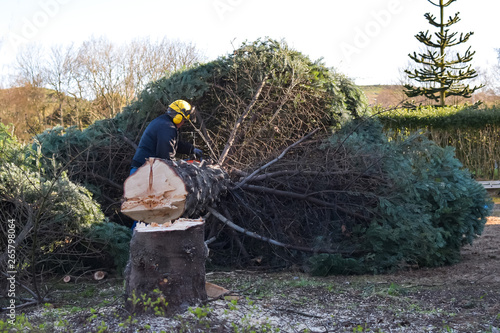 The man cut down a large fir. Concept: profession woodcutter. Life and work in Norway