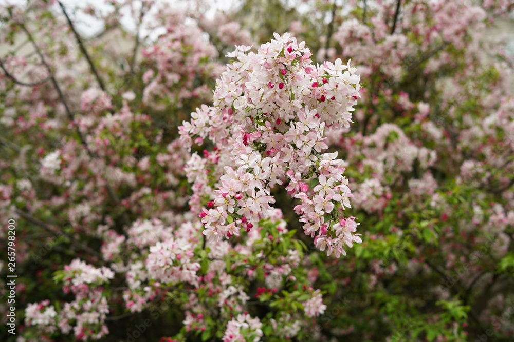 Cherry Apple Blossom blooming, selective focus