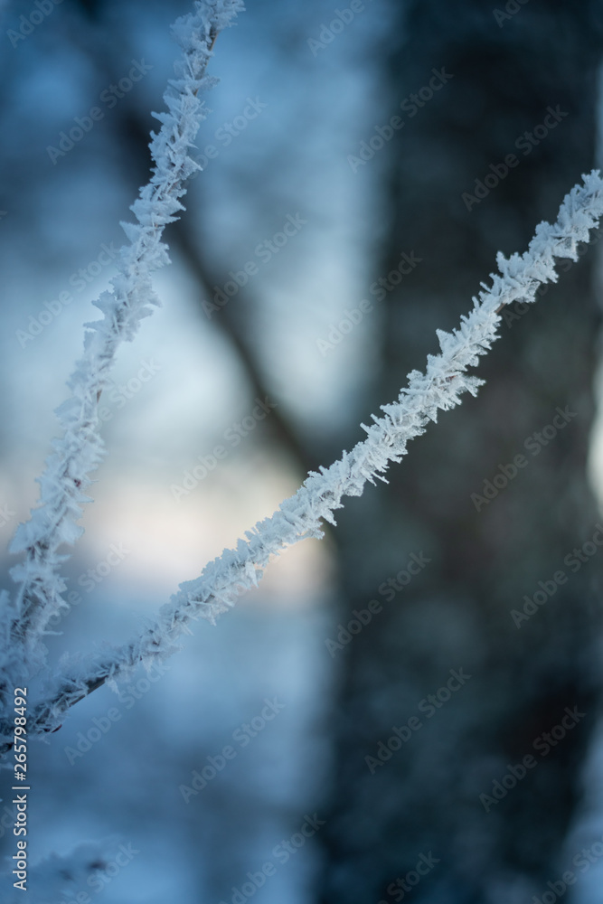 Crystallized Branches Crystallized Branches