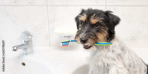 Jack Russell Terrier dog holding toothbrush . Ready to brush the teeth to avoid the need for a dentist.
