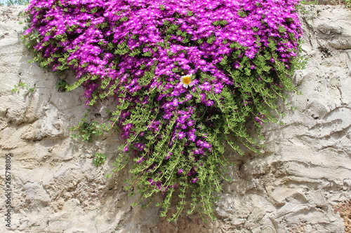 Purple flowers in the garden