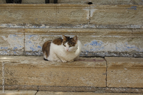 cat on the stairs © Feride