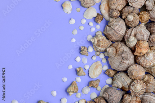Summer composition. Flat lay, top view of various kinds seashells on purple background. Copy space in minimal style, template for text. Vacation concept