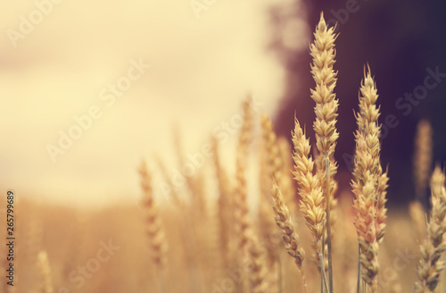 full of ripe grains, golden ears of wheat or rye close up