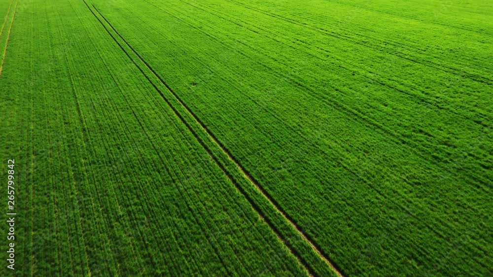 Green young wheat windy field from aerial drone view. Soybean or bean cultures field ripening at spring season, grain varieties agricultural landscape. Green young wheat windy field from aerial drone view. Soybean or bean cultures field ripening at spring season, grain varieties agricultural landscape.