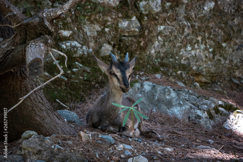 Samaria gorge. Crete. Greece. Cretan goat - kri-kri (Capra aegagrus cretica). photo