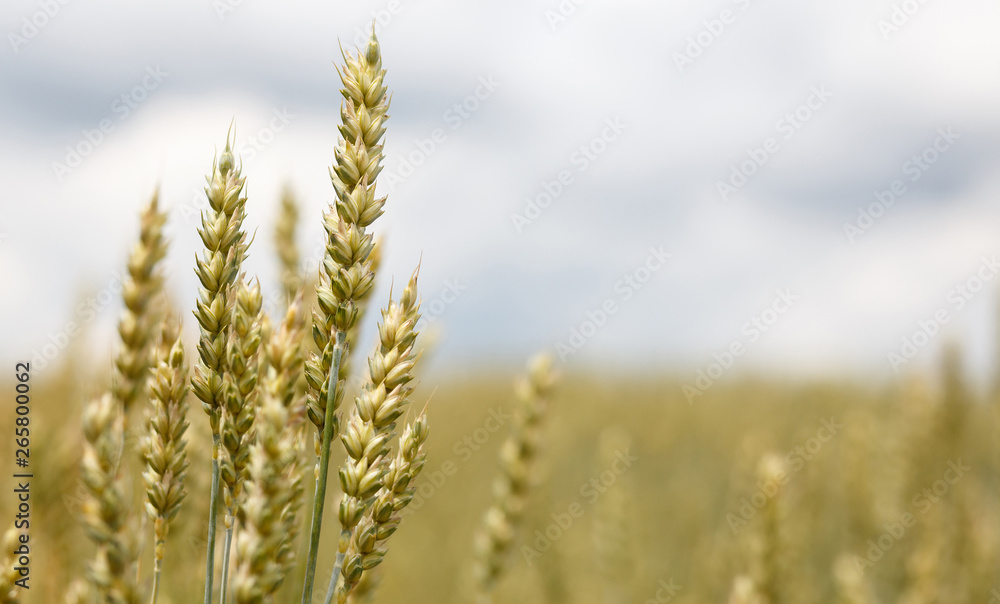  Wheat field. full of ripe grains, golden ears of wheat or rye close up on a blue sky background.