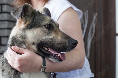 poor dog in the gentle arms